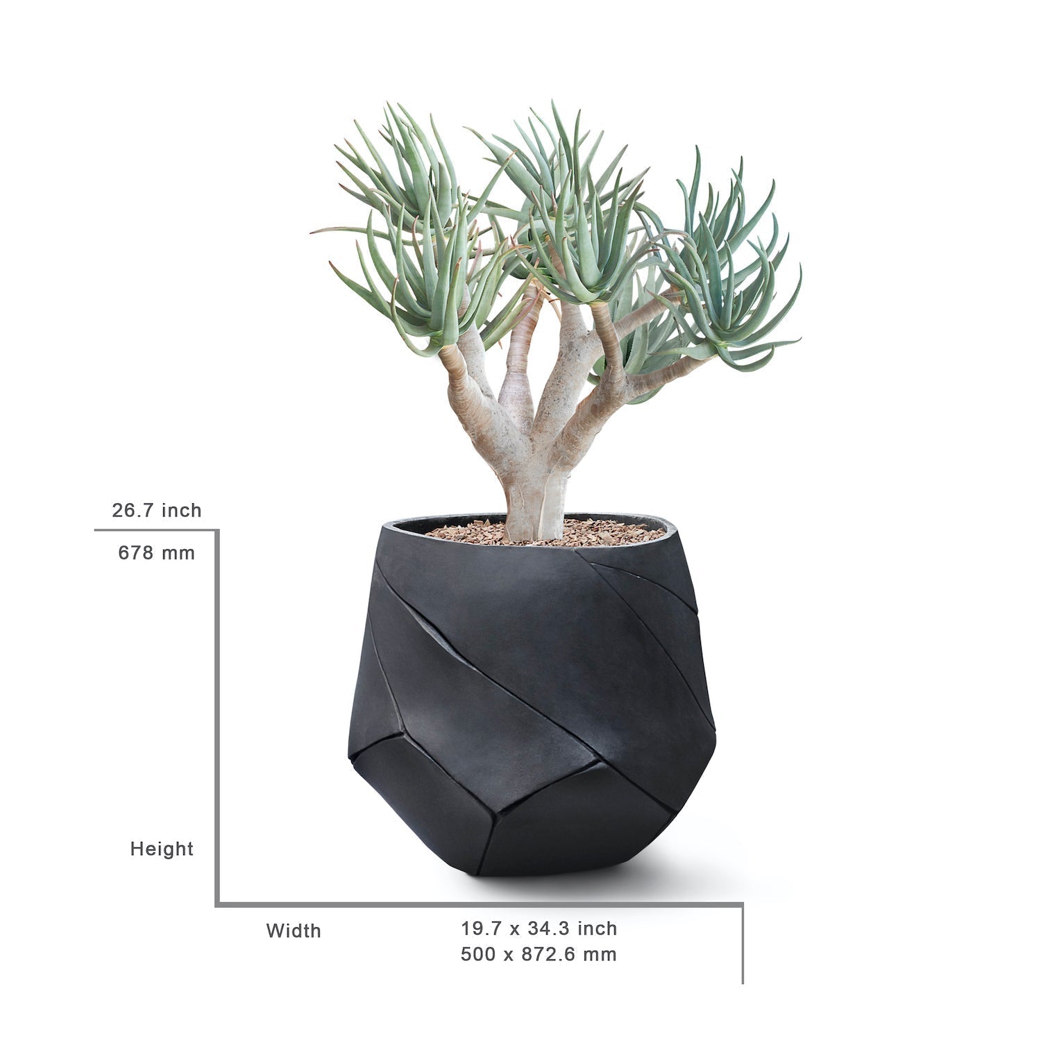 BhacaSmallwithmeasurements.jpg