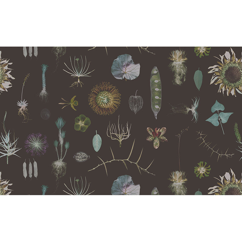 CabinetofNaturalCuriosities-brown.jpg