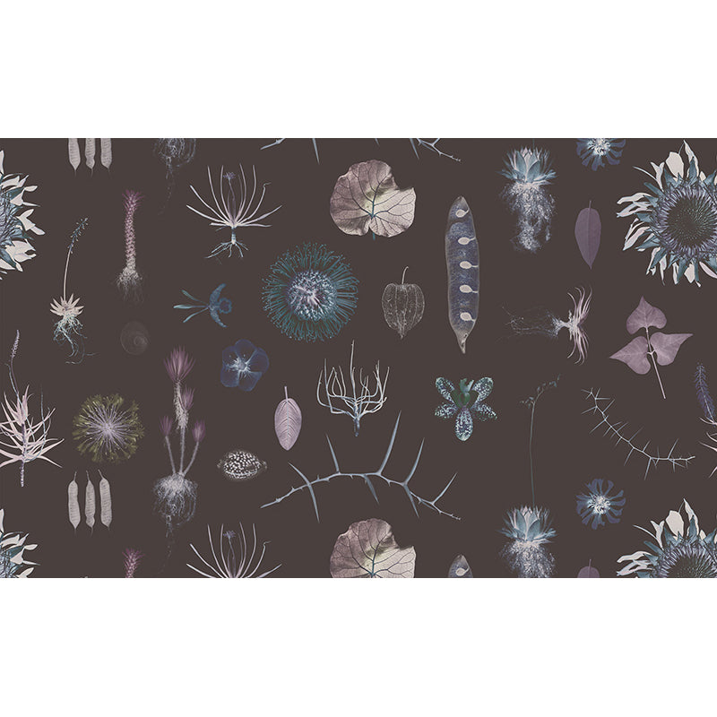 CabinetofNaturalCuriosities-neo.jpg