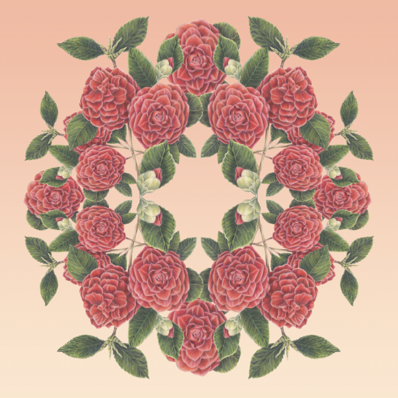 Camellia-Wreath-Botanical-Mural-by-Adrienne-Kerr-800x800.png