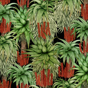 Dancing-Aloes-Natural.jpg