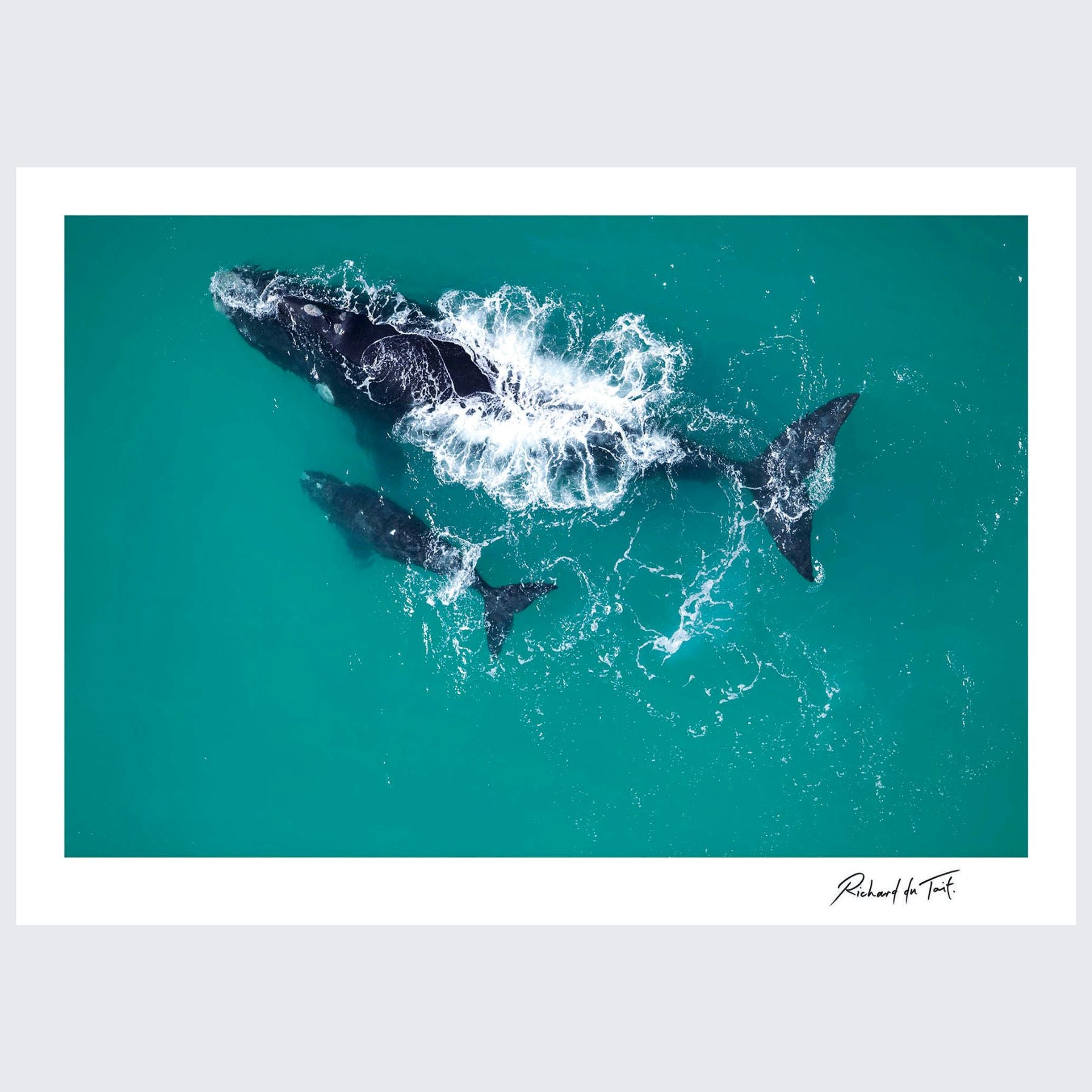 RdT_150Southern_Right_Whales__Agulhas__South_Africa.jpg