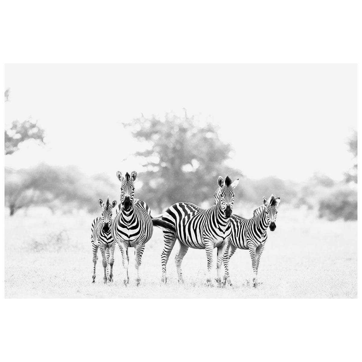 ZebraFamily_300f8d3f-e8dc-43c2-92a5-19afe3edda62.jpg